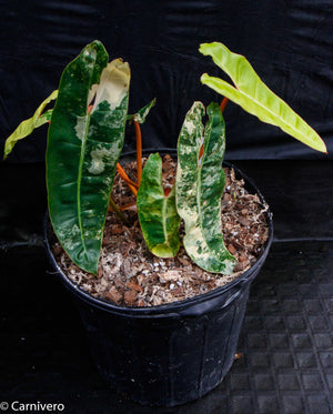 Philodendron billietiae variegated