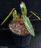 Philodendron billietiae variegated