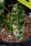 Philodendron billietiae variegated