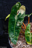 Philodendron billietiae variegated