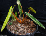 Philodendron billietiae variegated