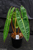 Philodendron billietiae