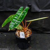 Philodendron billietiae