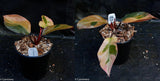 Philodendron Black Cardinal Variegated - Exact Plant 12/29/23