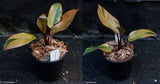 Philodendron Black Cardinal Variegated - Exact Plant 12/29/23