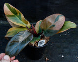 Philodendron Black Cardinal Variegated - Exact Plant 12/29/23