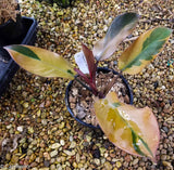 Philodendron Black Cardinal Variegated - Exact Plant 12/29/23