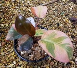 Philodendron Black Cardinal Variegated - Exact Plant 12/29/23