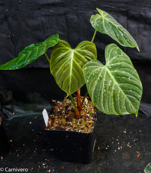 Philodendron rubrijuvenile (sp. El Choco Red)