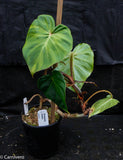 Philodendron fibrosum Red