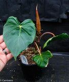 Philodendron fibrosum Red