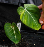 Philodendron gloriosum