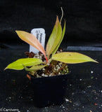 Philodendron Golden Saw