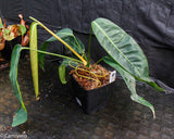 Philodendron heterocraspedon