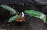 Philodendron heterocraspedon