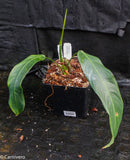 Philodendron heterocraspedon