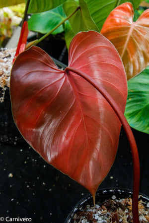 Philodendron lynamii