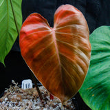 Philodendron lynamii