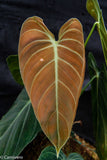 Philodendron melanochrysum