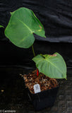 Philodendron nangaritense