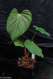 Philodendron nangaritense