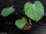 Philodendron nangaritense