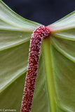 Philodendron nangaritense