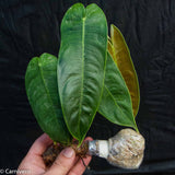 Philodendron sharoniae