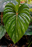 Philodendron sodiroi aff