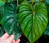 Philodendron sodiroi aff