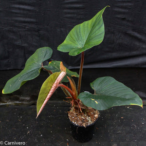 Philodendron squamicaule