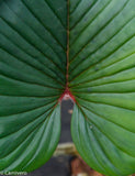 Philodendron squamicaule