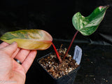 Philodendron Strawberry Shake - Exact Plant