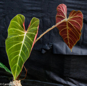 Philodendron verrucosum "Carmin"