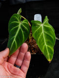 Philodendron verrucosum "Cobra"