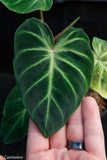 Philodendron verrucosum "Cobra"