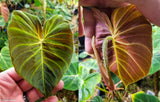 Philodendron verrucosum Ecuador