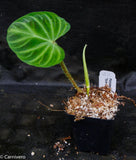 Philodendron verrucosum "Euro clone 1"