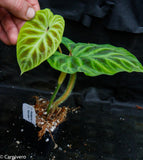 Philodendron verrucosum "Euro clone 1"