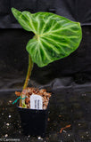 Philodendron verrucosum "Euro clone 1"