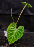 Philodendron verrucosum "Euro clone 1"