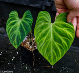 Philodendron verrucosum "Euro clone 1"