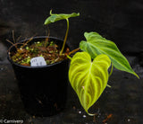 Philodendron verrucosum "Mini"