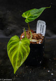 Philodendron verrucosum "Mini"