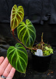 Philodendron verrucosum "Mini"