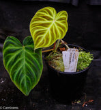 Philodendron verrucosum "Mini"