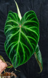 Philodendron verrucosum "Tambillo"