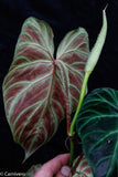 Philodendron verrucosum "Tambillo"