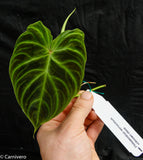 Philodendron verrucosum Wholesale