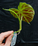 Philodendron verrucosum Wholesale